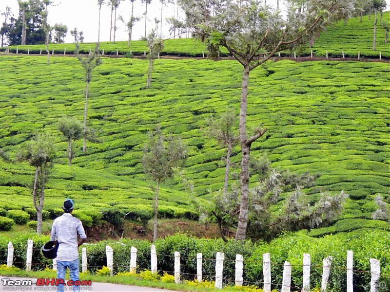 Breathe, you are in God's own country! A visit to Munnar-6-enroute-top-station-3.jpg