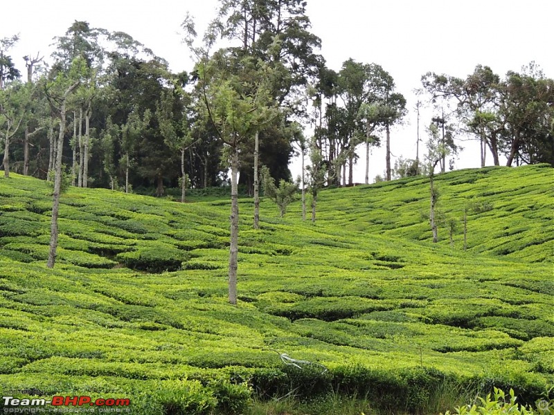 Breathe, you are in God's own country! A visit to Munnar-6-enroute-top-station-4.jpg