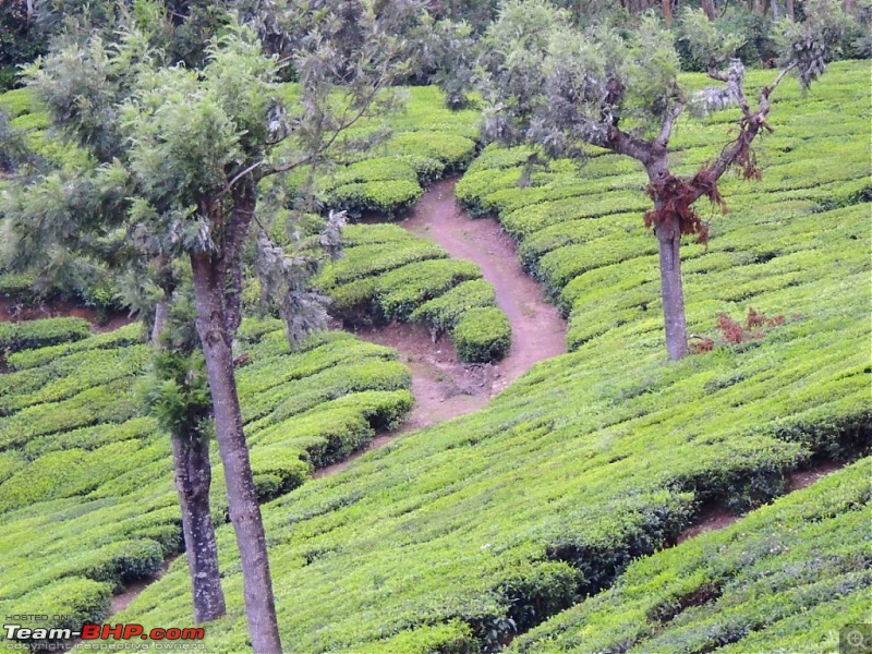 Breathe, you are in God's own country! A visit to Munnar-20-random-1.jpg