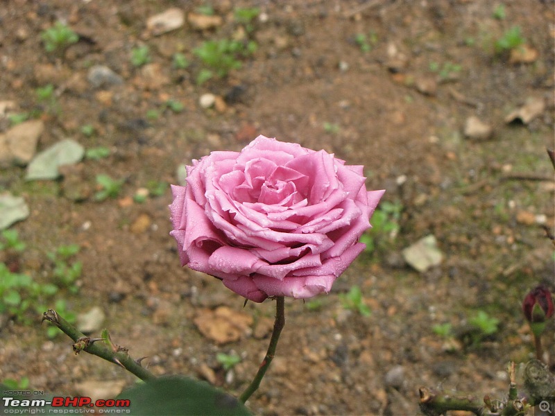 Queen of the hills beckons - Ooty-img_1523.jpg