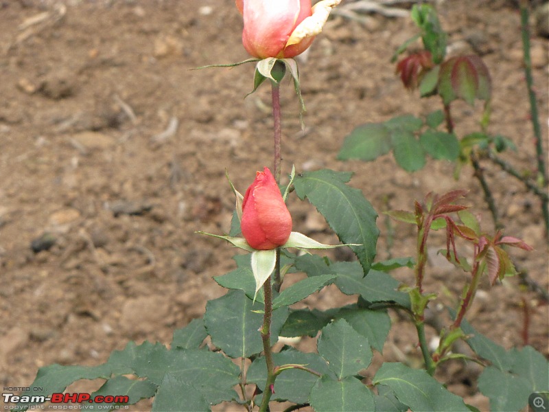 Queen of the hills beckons - Ooty-img_1614.jpg