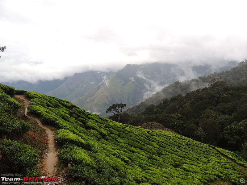 Breathe, you are in God's own country! A visit to Munnar-20-random-3.jpg