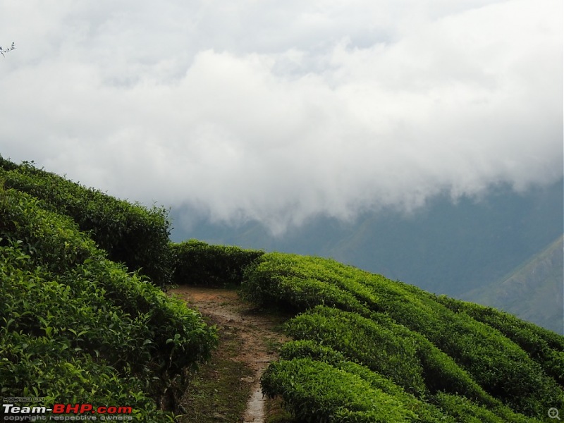 Breathe, you are in God's own country! A visit to Munnar-20-random-5.jpg