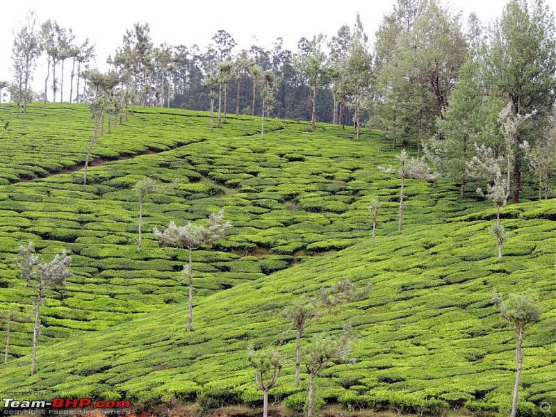 Breathe, you are in God's own country! A visit to Munnar-6-enroute-top-station-2.jpg
