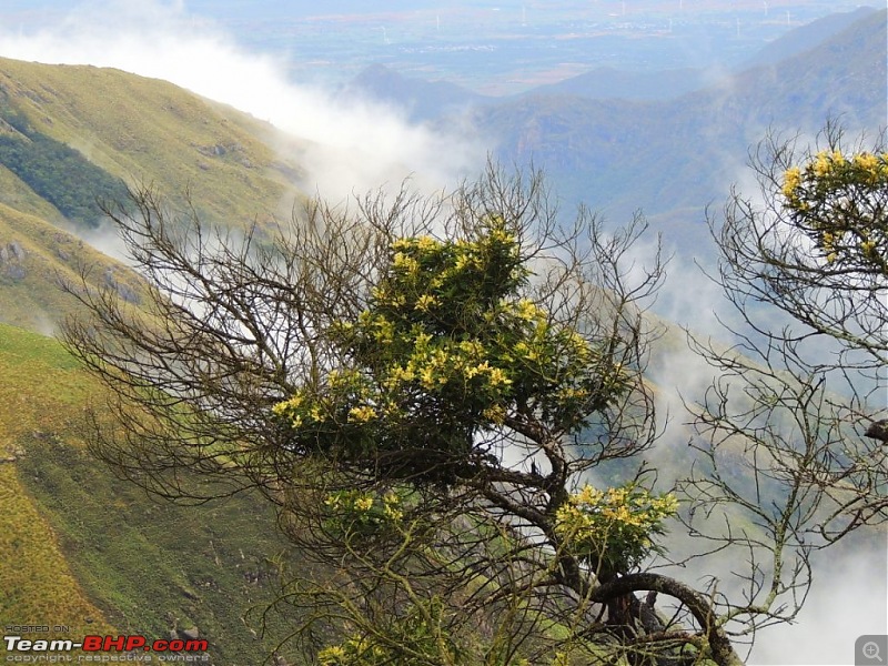 Breathe, you are in God's own country! A visit to Munnar-8-top-station-10.jpg