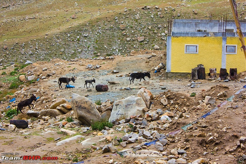 The Yayawar Group wanders in Ladakh & Spiti-8.17.jpg