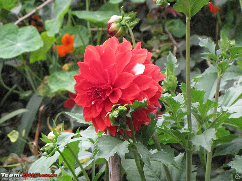 Queen of the hills beckons - Ooty-img_2137.jpg