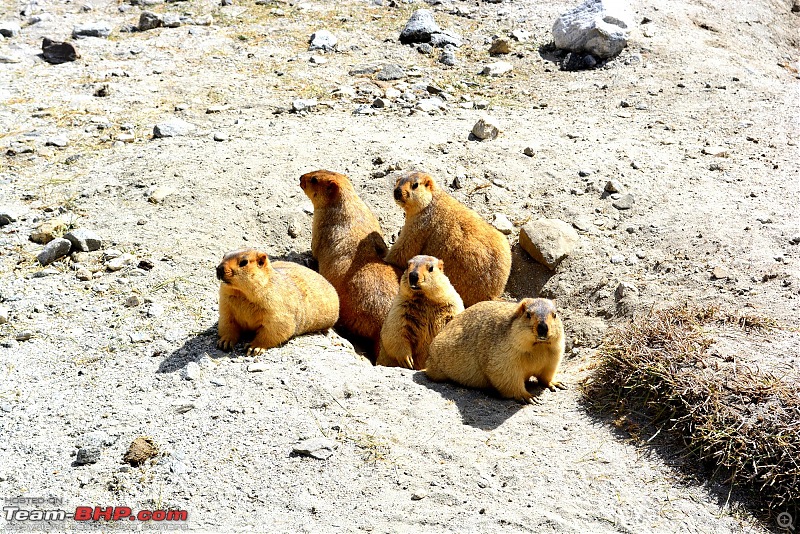 A Quick Trip to Ladakh (by Flight)-beavers.jpg