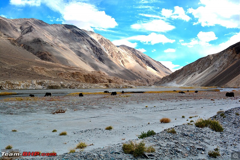 A Quick Trip to Ladakh (by Flight)-yakmeadow.jpg
