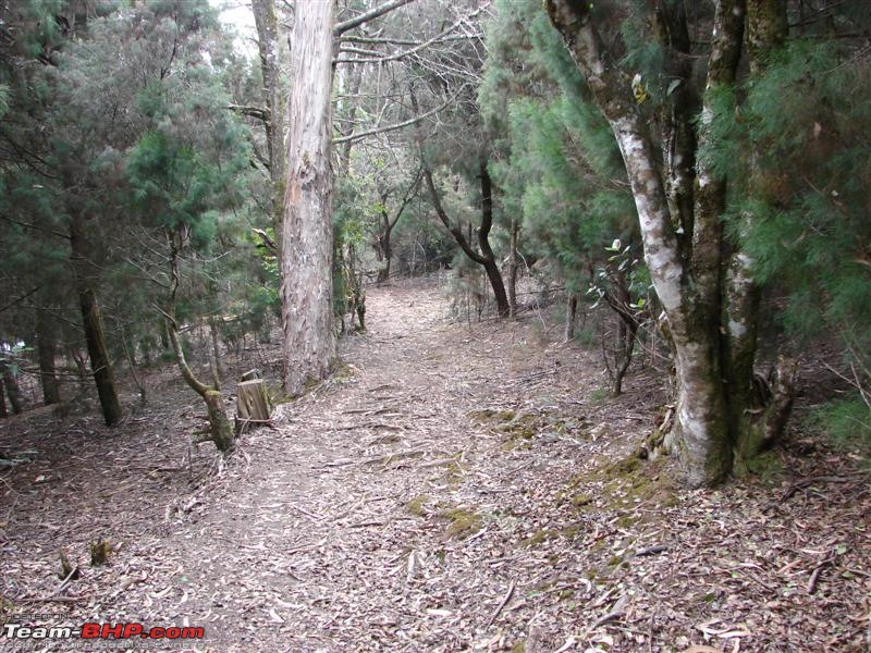 Exploring Kotagiri - Some musings-path-through-forest.jpg