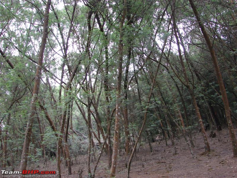 Exploring Kotagiri - Some musings-inside-pine-forest.jpg