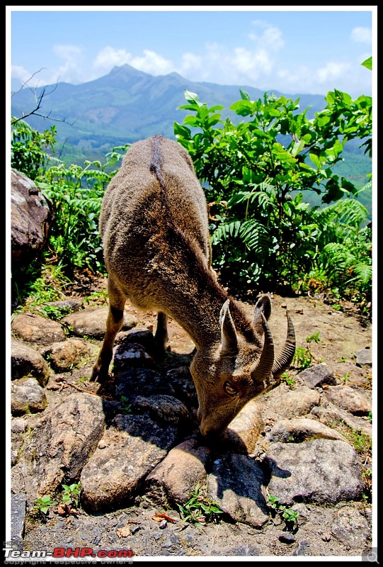 Wanderlust Traveller - Call of the Hills: Munnar, Thekkady & Idukki-suh_9623.jpg