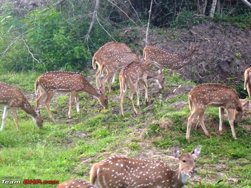 A Family Trip to Bandipur-p1080221.jpg