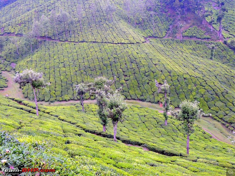 Breathe, you are in God's own country! A visit to Munnar-53.jpg