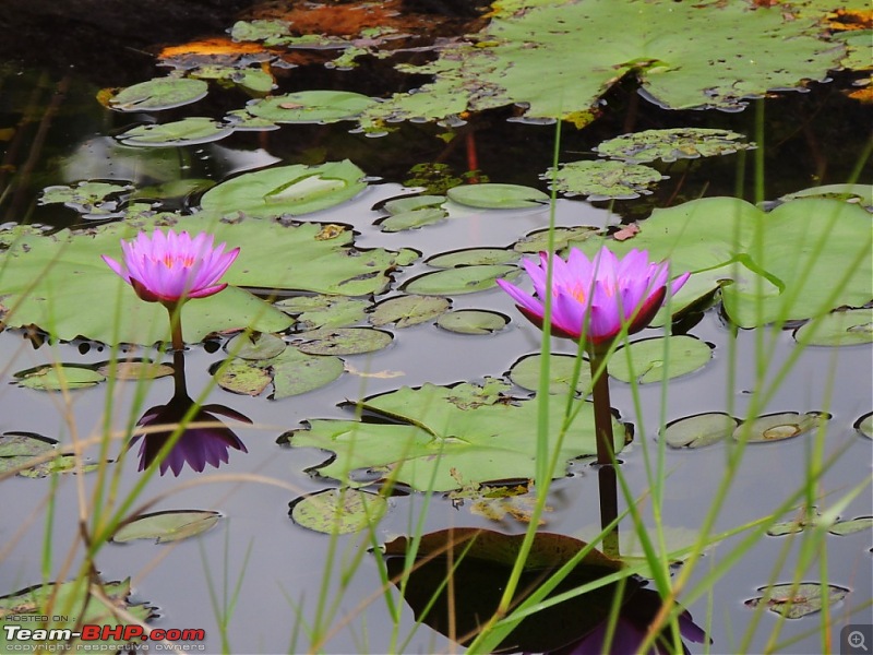 Breathe, you are in God's own country! A visit to Munnar-105.jpg