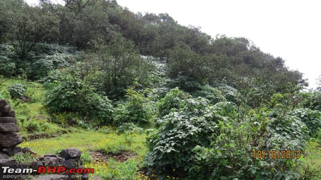 Bhimashankar & Khandamal: Mystic, Misty Getaways-forest-around-spring-bhimashankar.jpg