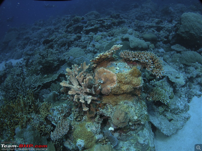 Scuba Diving in the Great Barrier Reefs-dscn0061.jpg