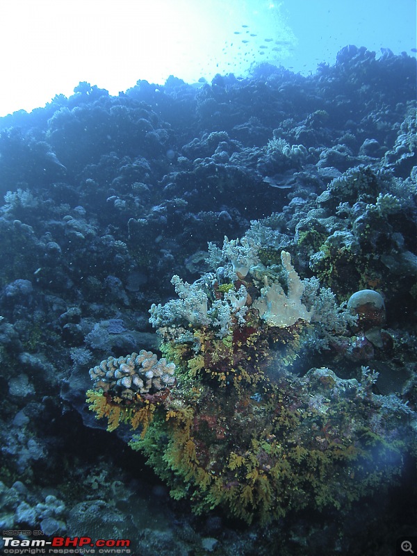 Scuba Diving in the Great Barrier Reefs-dscn0122.jpg