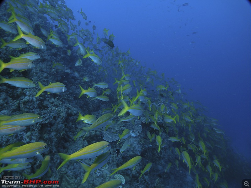 Scuba Diving in the Great Barrier Reefs-dscn0365.jpg