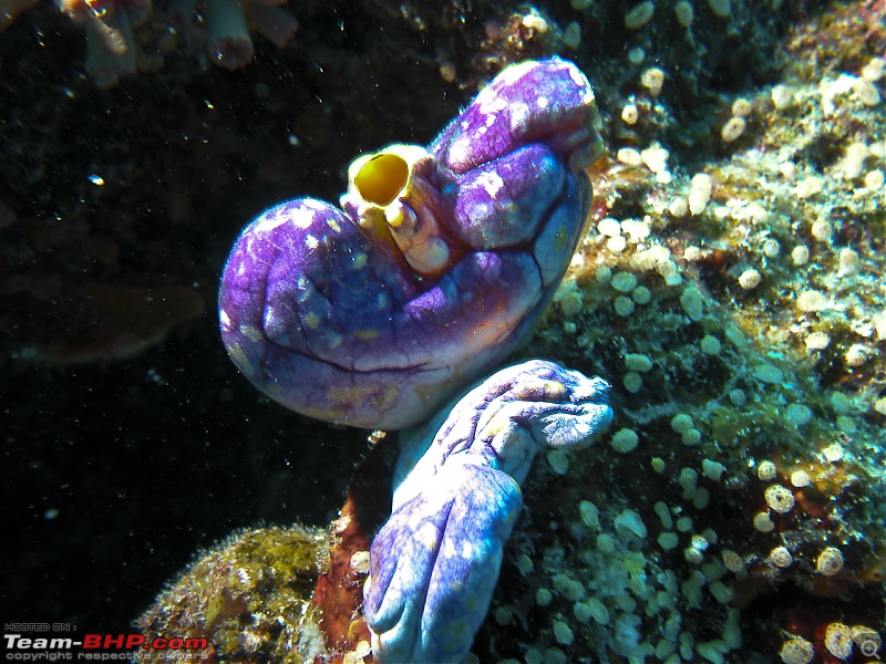 Scuba Diving in the Great Barrier Reefs-dscn0397.jpg