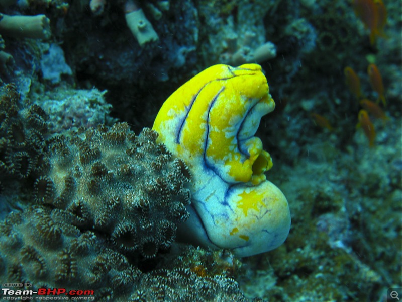 Scuba Diving in the Great Barrier Reefs-dscn0431.jpg