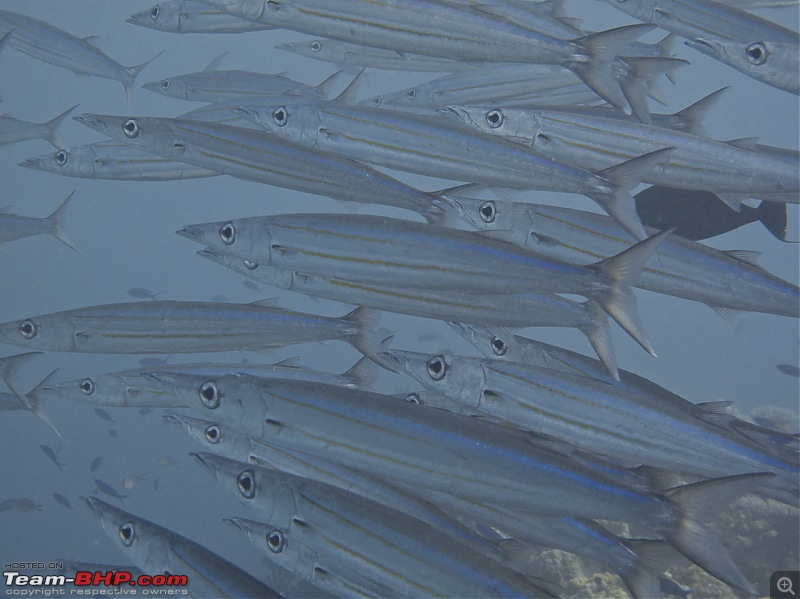 Scuba Diving in the Great Barrier Reefs-spirit-freedom-6c-6.jpg