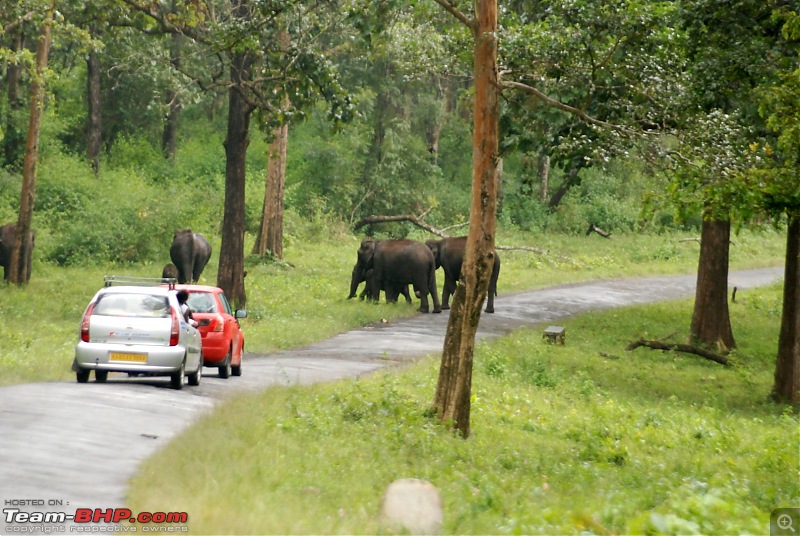 Got BHP? You bet. Of 'B'ears, 'H'aathis and 'P'eacocks at Nagarhole-dsc_0032-large.jpg