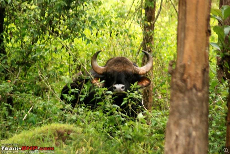 Got BHP? You bet. Of 'B'ears, 'H'aathis and 'P'eacocks at Nagarhole-dsc_0061-large.jpg