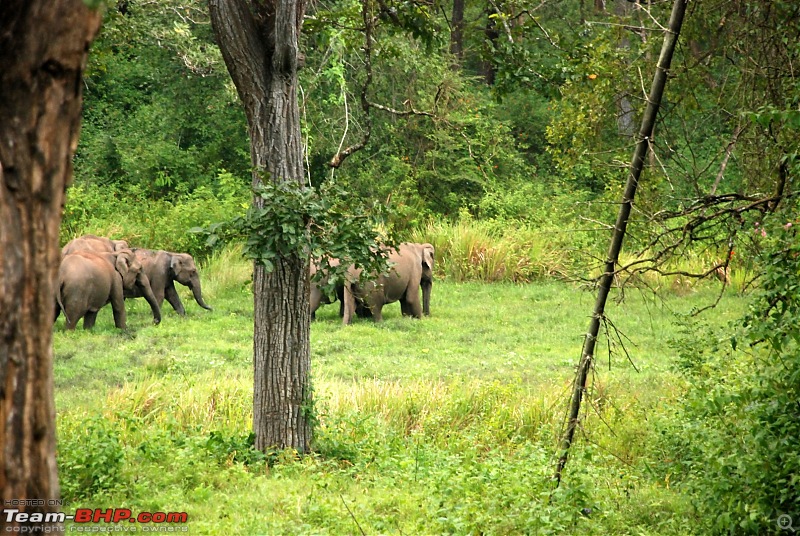Got BHP? You bet. Of 'B'ears, 'H'aathis and 'P'eacocks at Nagarhole-dsc_0068-large.jpg