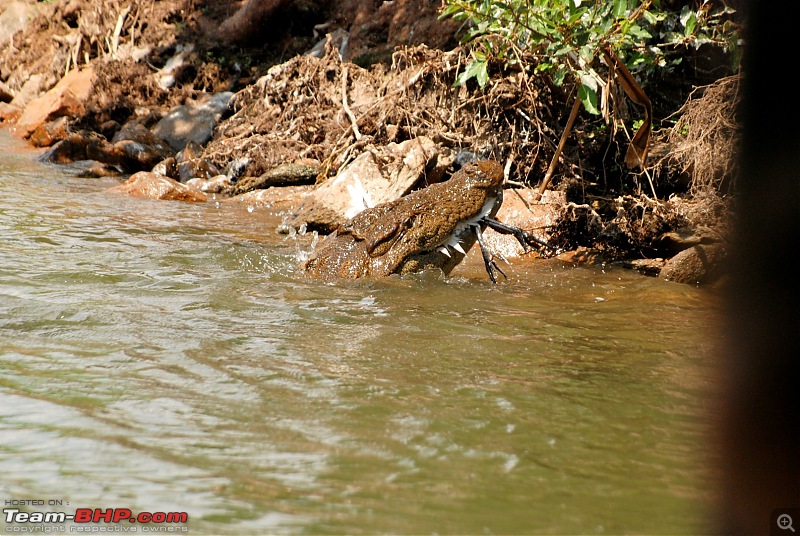 Got BHP? You bet. Of 'B'ears, 'H'aathis and 'P'eacocks at Nagarhole-dsc_0132-large.jpg