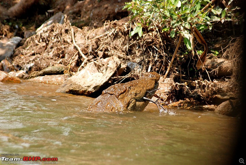 Got BHP? You bet. Of 'B'ears, 'H'aathis and 'P'eacocks at Nagarhole-dsc_0133-large.jpg