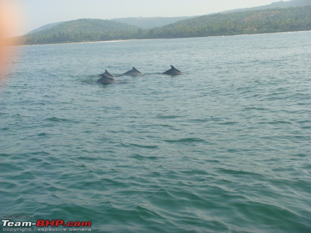 Beached at Tarkarli Beach, Sindhudurg (MH)-dolphin-devbag.jpg