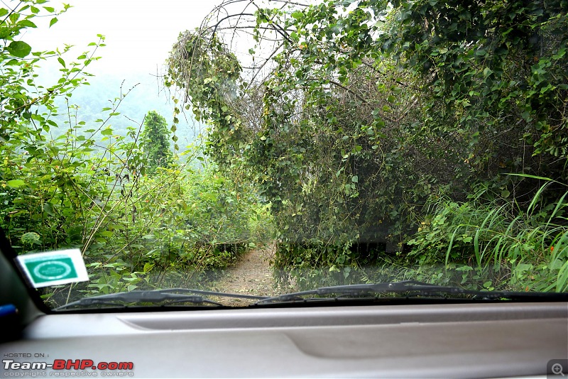 Driving down Kodaikanal - The Adukkam Route-y_falltree.jpg