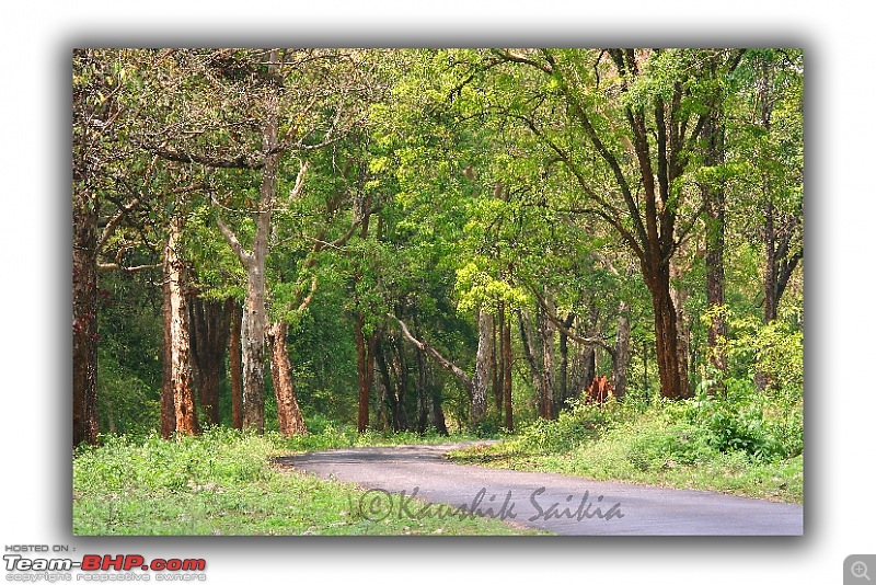 A drive towards Nagarhole & Irupu (pics incl.)-img_9301.jpg