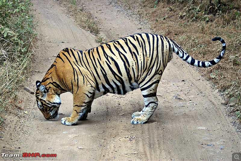 Ranthambhore : Water Hole Animal Census, tigers, forts and more....-dsc02786.jpg