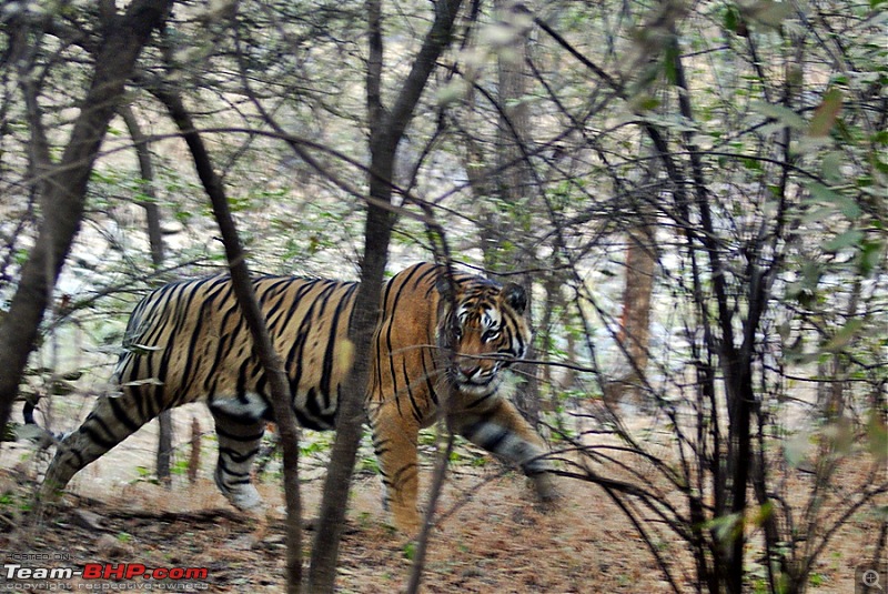 Ranthambhore : Water Hole Animal Census, tigers, forts and more....-dsc02791.jpg