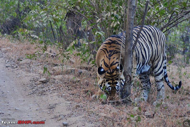 Ranthambhore : Water Hole Animal Census, tigers, forts and more....-dsc02807.jpg