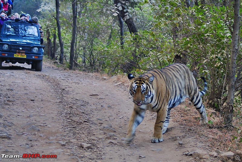 Ranthambhore : Water Hole Animal Census, tigers, forts and more....-dsc02809.jpg