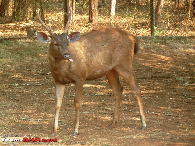 Trip to Halebedu, Belur & Jog Falls-31.jpg