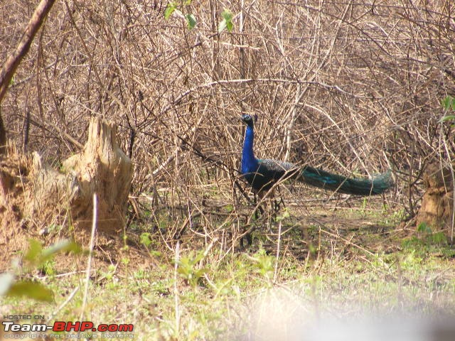 Muthanga - Elephants, Buffalos, Deers & a Bear.-dscf3316.jpg