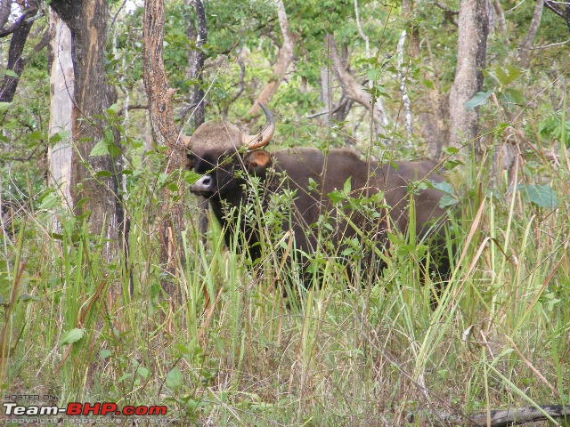 Muthanga - Elephants, Buffalos, Deers & a Bear.-dscf3328.jpg