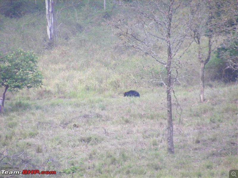 Muthanga - Elephants, Buffalos, Deers & a Bear.-phpsdfetnam.jpg