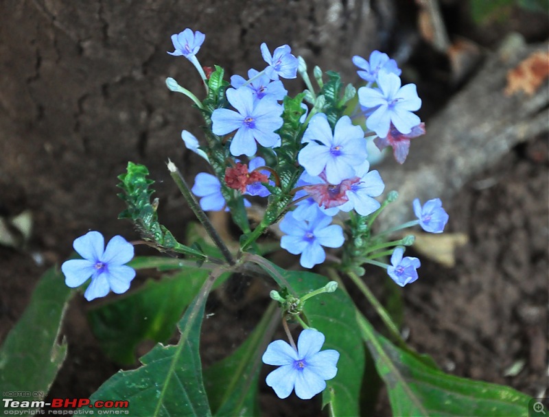 Photologue: 5 BHPians conquer the Naneghat-dsc_1340.jpg