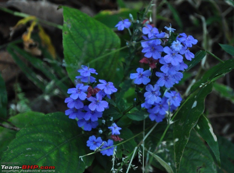 Photologue: 5 BHPians conquer the Naneghat-dsc_1376.jpg