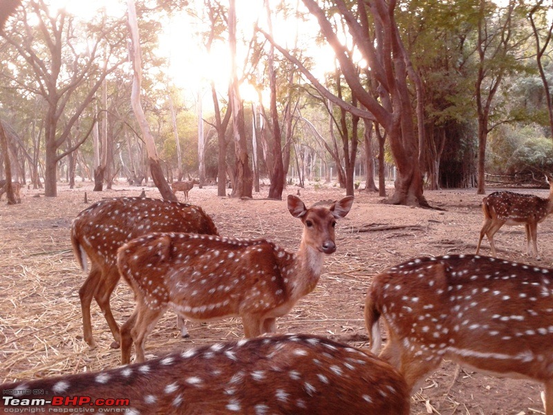 Half-day well spent @ Devarayanadurga-deernamadachilume5.jpg