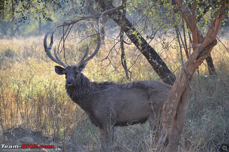 Christmas at Sariska-dsc_0083.jpg