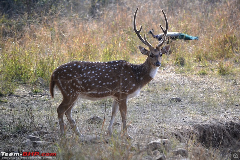 Christmas at Sariska-dsc_0223.jpg