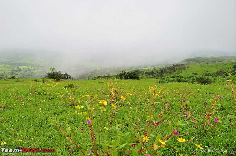 The Jet is mesmerized by the plateau of flowers: A drive to Kaas valley and beyond-dsc_0522.jpg