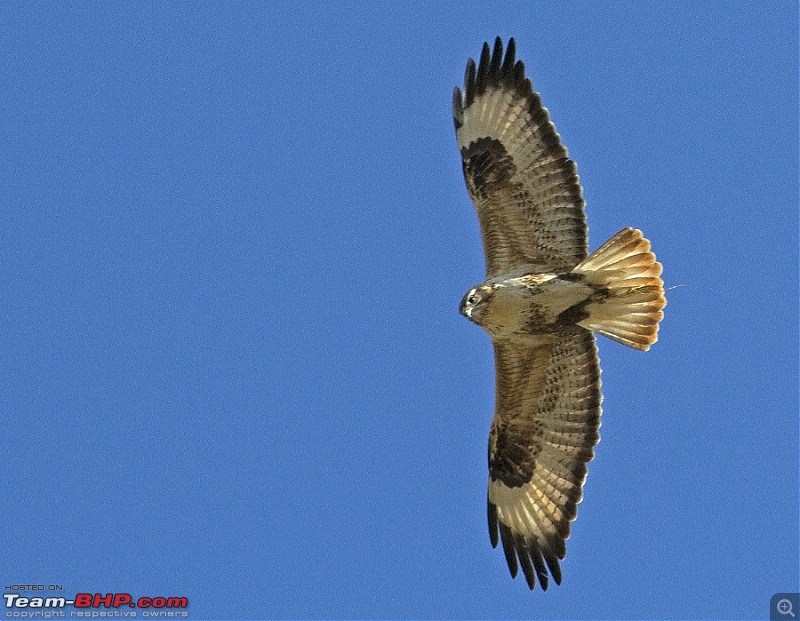 Driving from Kolkata to Bumthang (Bhutan)-honey-buzzard-paro.jpg