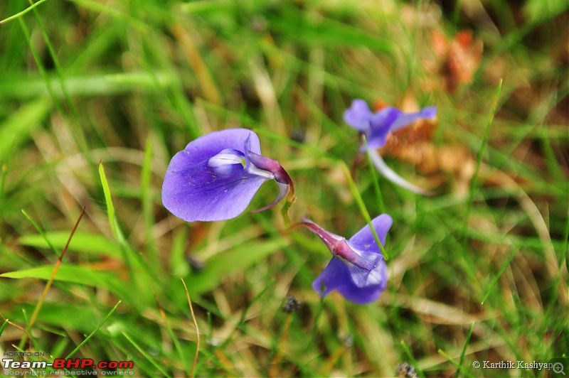 The Jet is mesmerized by the plateau of flowers: A drive to Kaas valley and beyond-dsc_0093.jpg